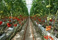 Cách trồng cà chua sạch và sai quả quy mô nông trại